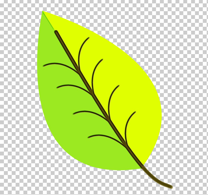 Leaf Plant Stem Plant Plant Structure Biology PNG, Clipart, Biology, Leaf, Paint, Plant, Plant Stem Free PNG Download