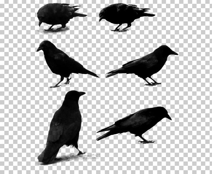 American Crow Rook Common Raven Passerine Bird PNG, Clipart, American Crow, Animals, Beak, Bird, Black And White Free PNG Download
