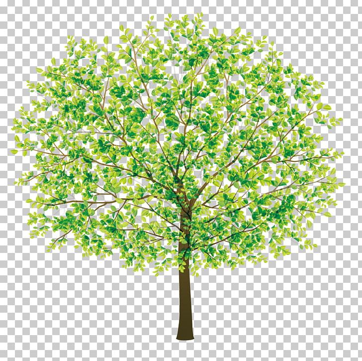 Tree PNG, Clipart, Beautiful Girl, Beautiful Vector, Beauty, Beauty Logo, Beauty Salon Free PNG Download