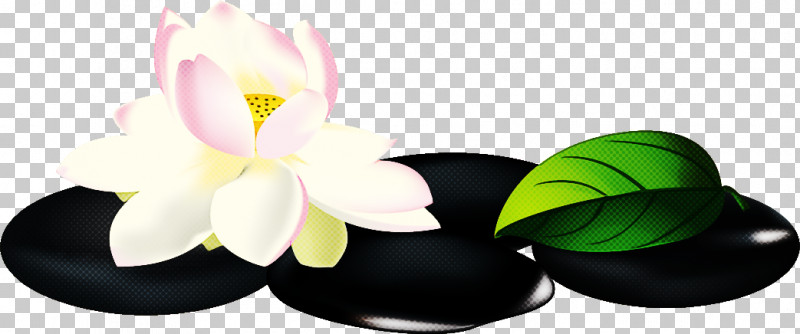 Lotus Flower PNG, Clipart, Biology, Cut Flowers, Flower, Lotus Flower, Petal Free PNG Download
