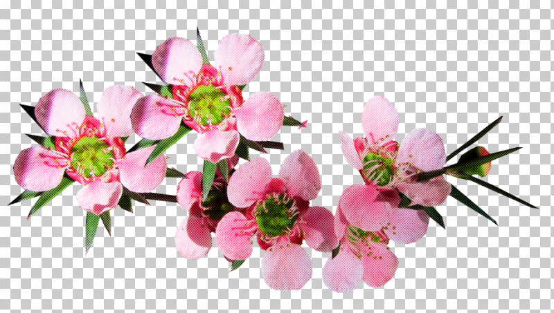 Cherry Blossom PNG, Clipart, Blossom, Branch, Cherry Blossom, Cut Flowers, Flower Free PNG Download