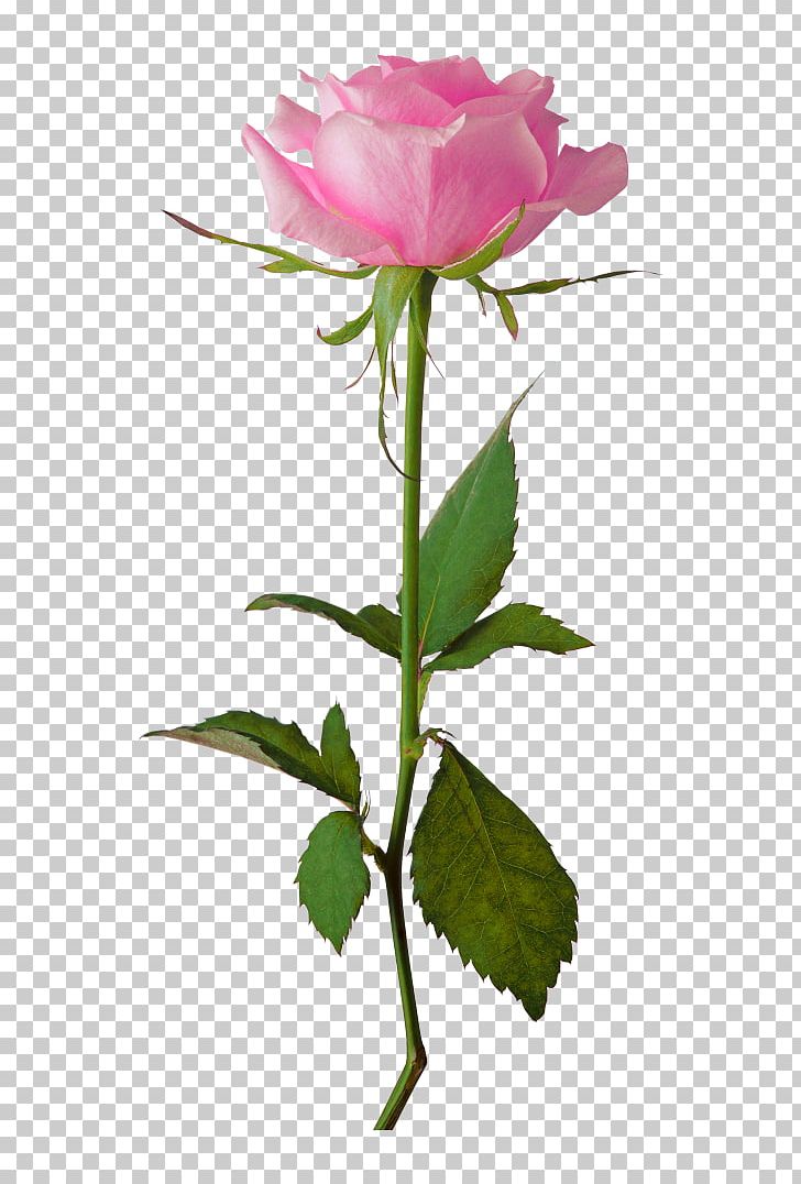 Garden Roses Tell Me You Love Me Flower Cabbage Rose PNG, Clipart, Bud, Cut Flowers, Demi Lovato, Floristry, Flower Free PNG Download
