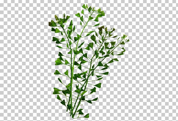 Herbaceous Plant Subshrub Plant Stem Herbalism PNG, Clipart, Advertising, Branch, February, Flower, Flowering Plant Free PNG Download