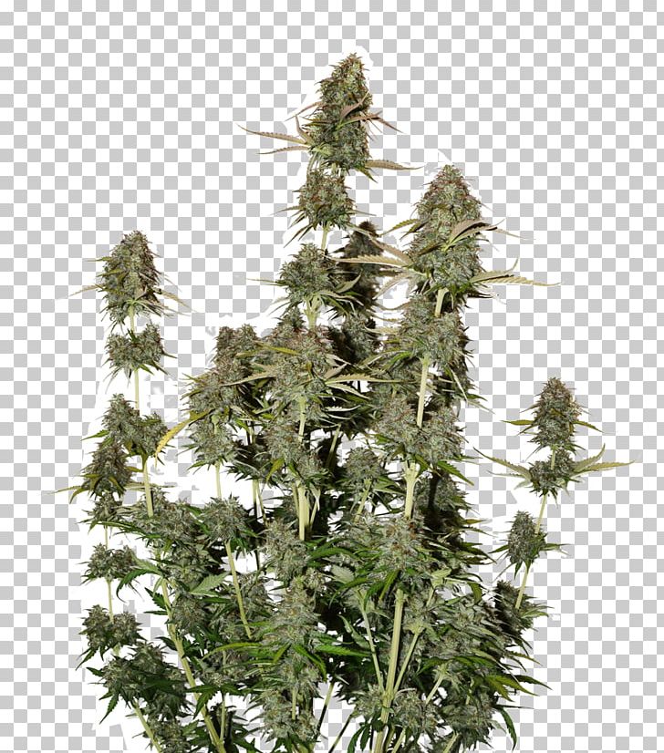 Autoflowering Cannabis Cannabis Sativa Seed Cannabis Cultivation Feminized Cannabis PNG, Clipart, Autoflowering Cannabis, Auto Repair Plant, Cannabidiol, Cannabis Cultivation, Cannabis Ruderalis Free PNG Download