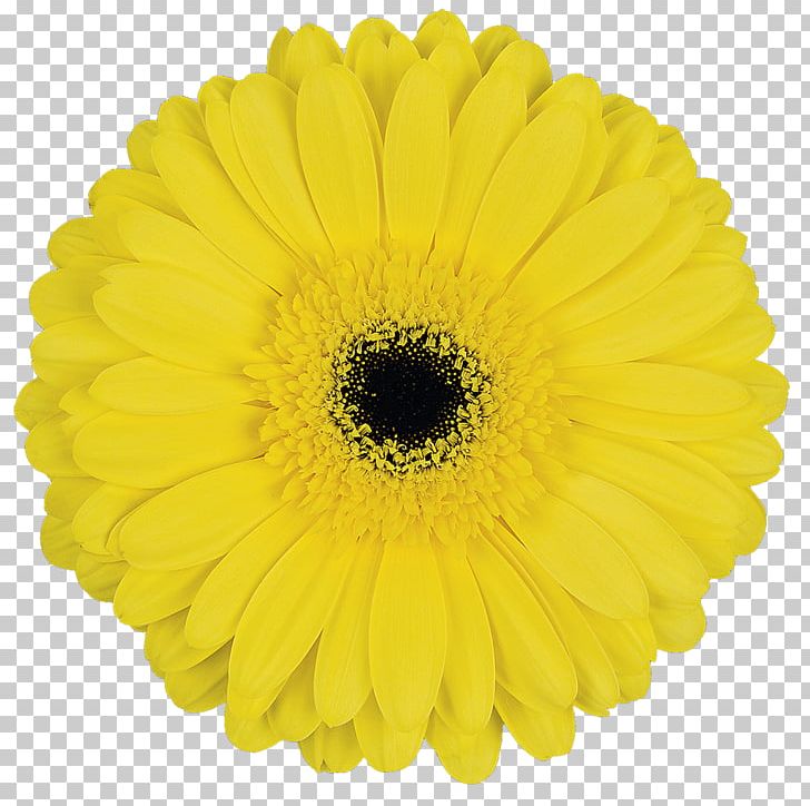 Cut Flowers Transvaal Daisy Yellow Blume PNG, Clipart, Blume, Calendula, Carnation, Chrysanths, Color Free PNG Download
