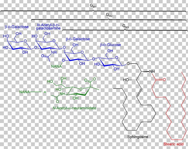 Ganglioside GM1 GM2 GM3 Gangliosidosis PNG, Clipart, 1 2 3, Angle, Area, Diagram, Glycolipid Free PNG Download