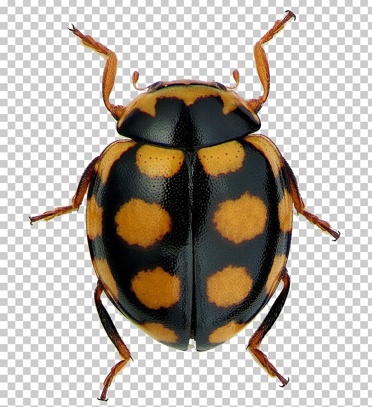 Ladybird Beetle Leaf Beetles Dung Beetle Coccinula PNG, Clipart, Animals, Arthropod, Asiatic Rhinoceros Beetle, Beetle, Dung Beetle Free PNG Download