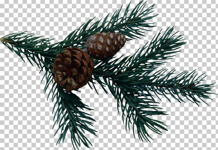 Pine Spruce Fir Conifer Cone PNG, Clipart, Branch, Christmas Ornament, Computer Icons, Conifer, Conifer Cone Free PNG Download