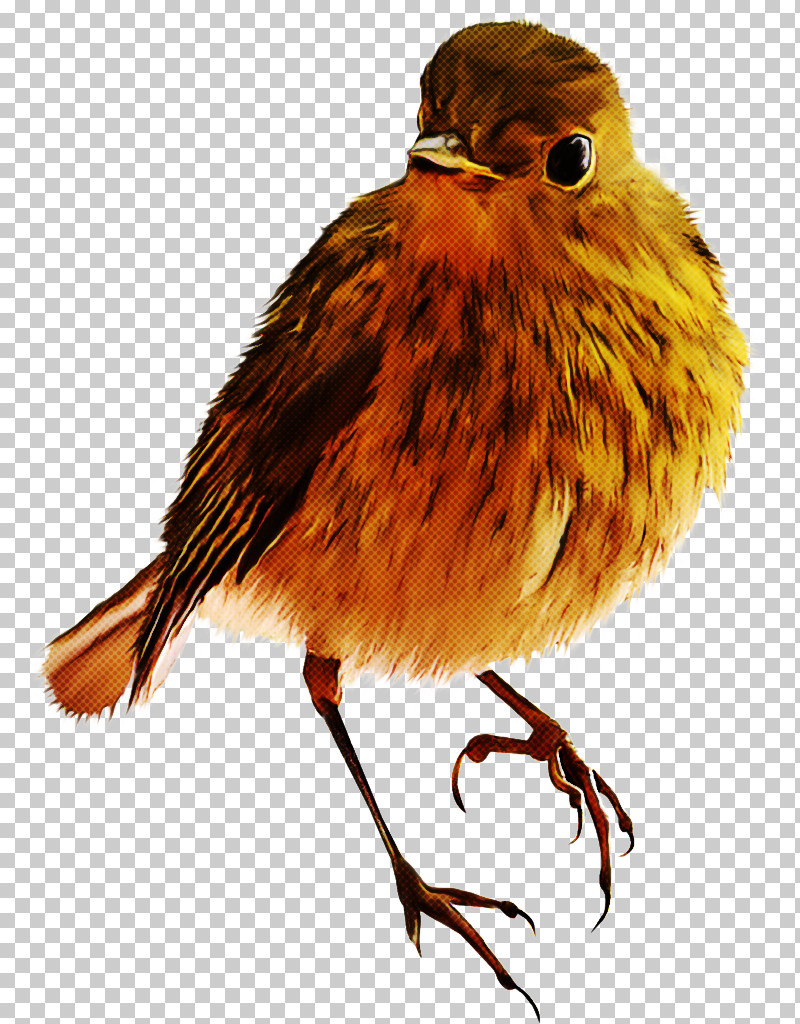 Feather PNG, Clipart, Atlantic Canary, Beak, Bird, Canary, European Robin Free PNG Download
