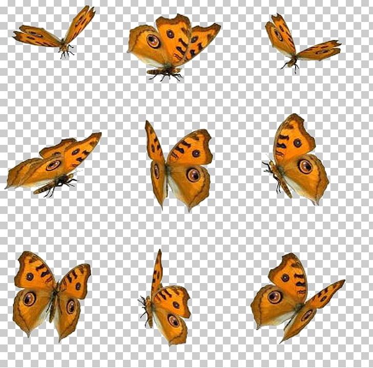 Butterfly Icon PNG, Clipart, Art, Arthropod, Blue Butterfly, Brush Footed Butterfly, Butterflies Free PNG Download