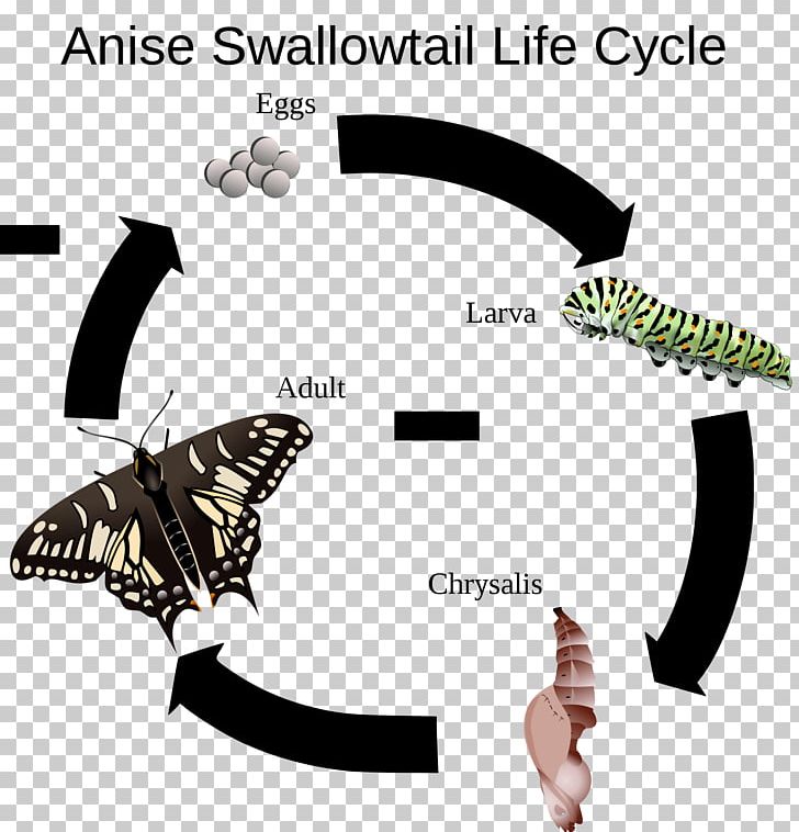 Butterfly Anise Swallowtail Black Swallowtail Old World Swallowtail Eastern Tiger Swallowtail PNG, Clipart, Biological Life Cycle, Black Swallowtail, Butterflies And Moths, Butterfly, Caterpillar Free PNG Download