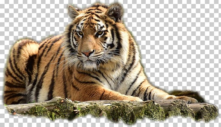 Felidae Bengal Tiger Jim Corbett National Park PNG, Clipart, Bengal Tiger, Big Cat, Big Cats, Carnivoran, Cat Like Mammal Free PNG Download