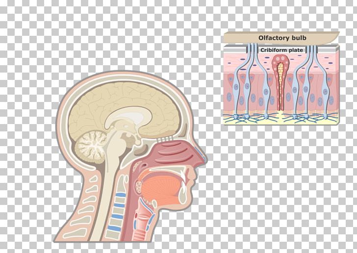 Larynx Anatomy Adam's Apple Pharynx Respiratory System PNG, Clipart,  Free PNG Download