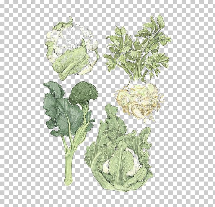 Spring Greens Vegetable Printmaking Cauliflower Illustration PNG, Clipart, Cabbage, Cartoon, Cartoon Vegetables, Cauliflower, Chinese Free PNG Download