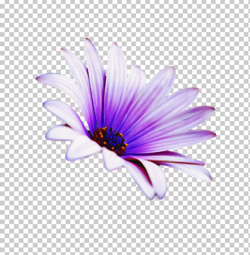 Lavender PNG, Clipart, Aster, Biology, Closeup, Computer, Flower Free PNG Download