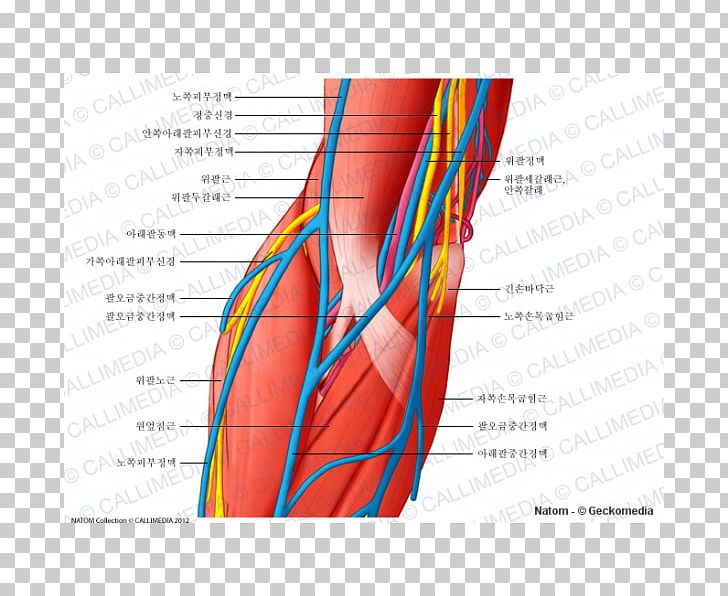 Elbow Blood Vessel Ulnar Nerve Anatomy PNG, Clipart, Abdomen, Anatomy, Angle, Anterior Cardinal Vein, Arm Free PNG Download