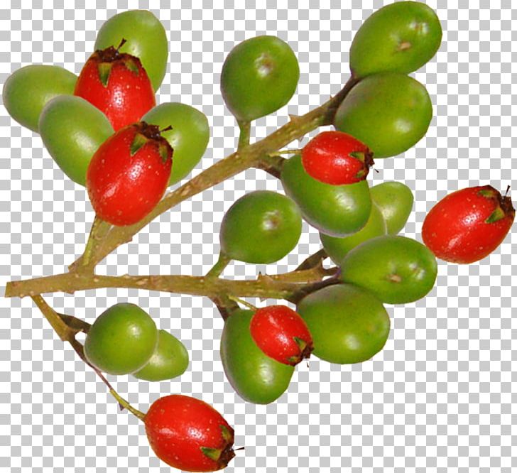 Japanese Persimmon Barbados Cherry PNG, Clipart, Acerola Family, Cherry, Encapsulated Postscript, Food, Fruit Free PNG Download