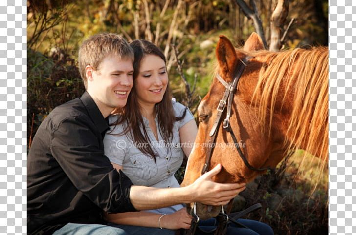 Marc Fillion Photographe Portrait Photography Photographer PNG, Clipart, Horse, Horse Like Mammal, Horse Supplies, Horse Tack, Mammal Free PNG Download
