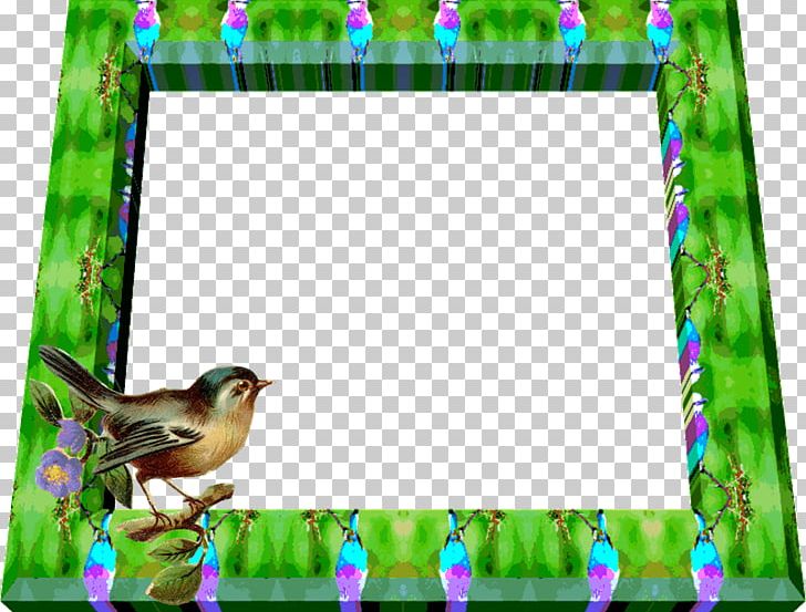 Bird Frames PhotoScape GIMP PNG, Clipart, Aves, Beak, Bird, Bird Feeder, Bird Feeders Free PNG Download