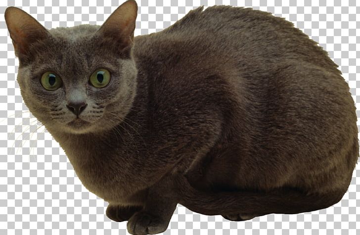 Cats PNG, Clipart, Cats Free PNG Download