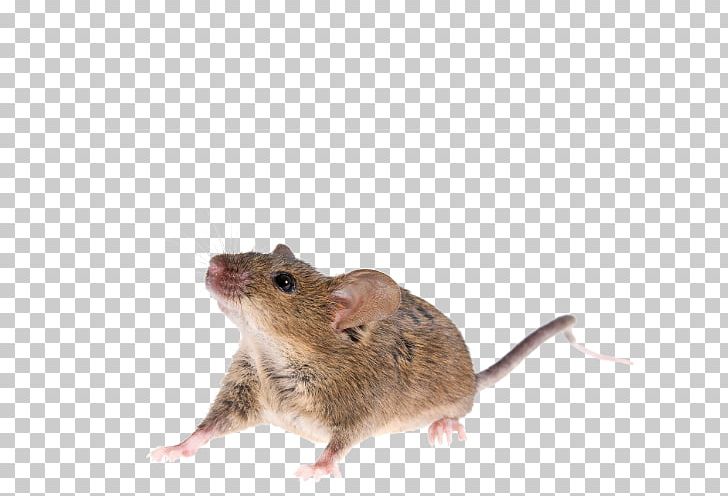 Rat House Mouse Gerbil Rodent PNG, Clipart, Animal, Dormouse, Fauna, Gerbil, House Mouse Free PNG Download