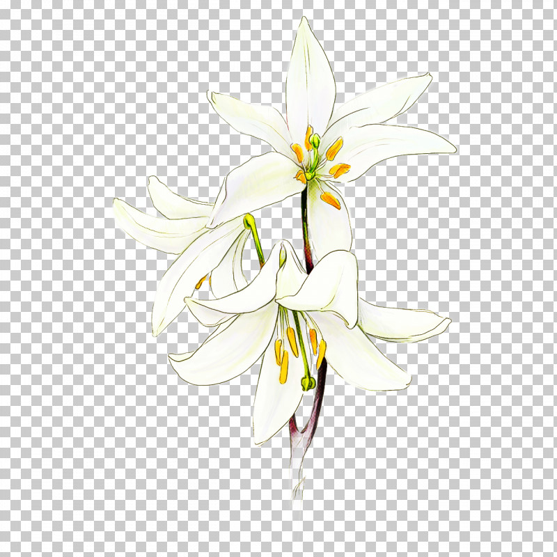 Flower White Plant Petal Pedicel PNG, Clipart, Amaryllis Belladonna, Amaryllis Family, Columbine, Crinum, Drawing Free PNG Download