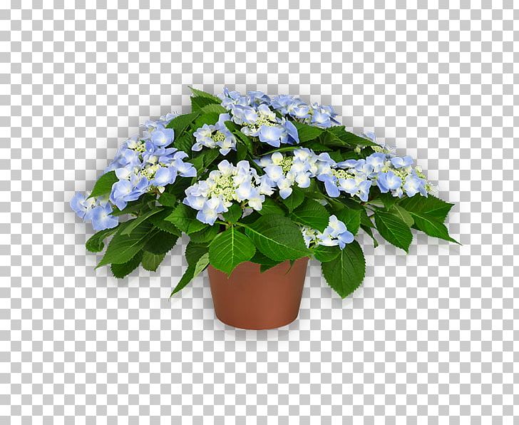 Flowerpot French Hydrangea Scorpion Grasses Ornamental Plant PNG, Clipart, Annual Plant, Bellflower Family, Blue, Borage Family, Cornales Free PNG Download