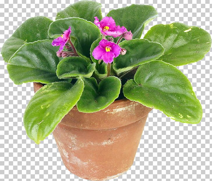 Houseplant Flowerpot African Violets PNG, Clipart, African Violets, Cutting, Flower, Flowerpot, Food Drinks Free PNG Download