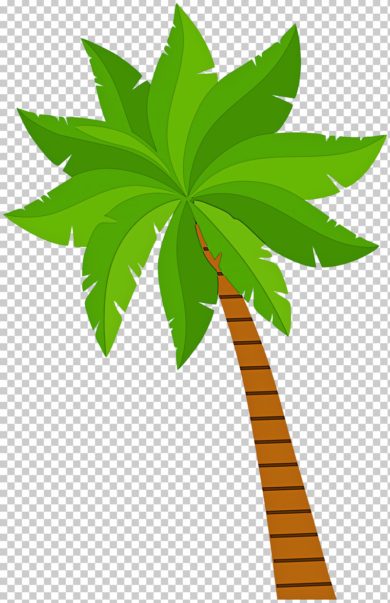 Palm Tree PNG, Clipart, Arecales, Flower, Green, Hemp, Hemp Family Free PNG Download