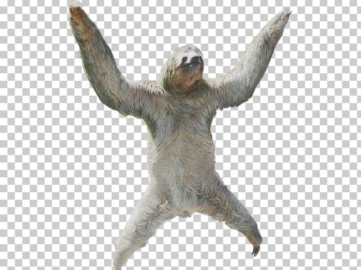 Hoffmann's Two-toed Sloth Portable Network Graphics PNG, Clipart,  Free PNG Download