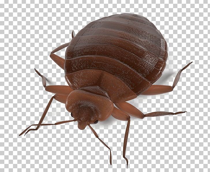 Insect Bed Bug Pest Control PNG, Clipart, Animals, Bed Bug, Bed Bug Bite, Insect, Invertebrate Free PNG Download