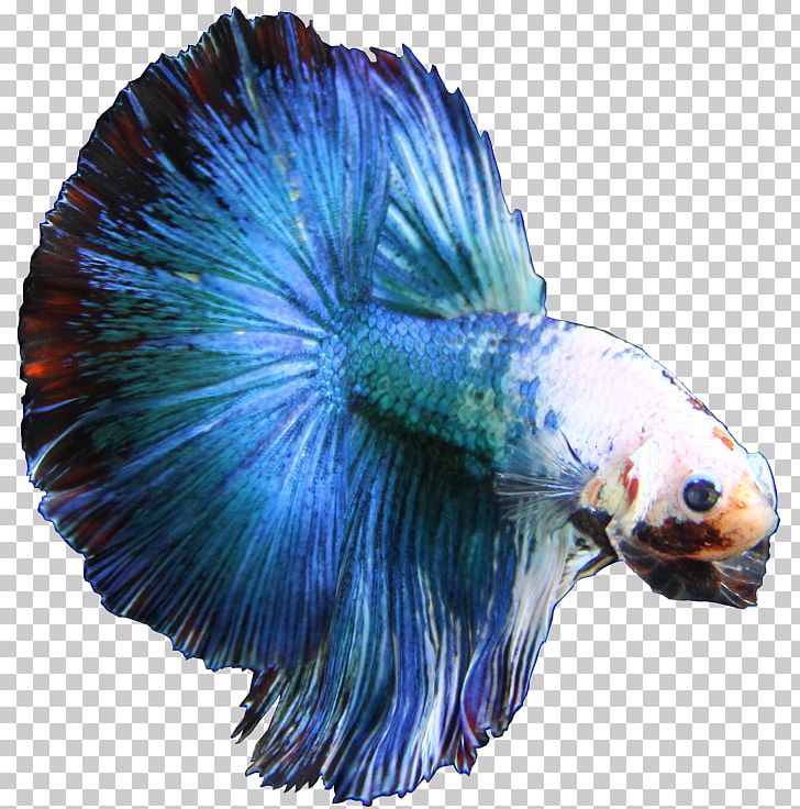 Singapore Siamese Fighting Fish Breed Electric Blue PNG, Clipart, Animals, Azure, Betta, Blue, Breed Free PNG Download