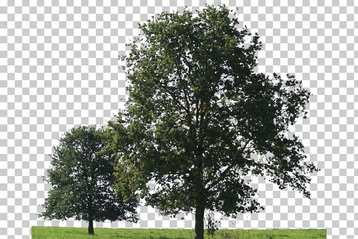 Tree American Sycamore Oak PNG, Clipart, 2d Computer Graphics, American Sycamore, Big Tree, Biome, Branch Free PNG Download
