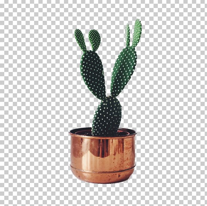 Cactaceae Succulent Plant Houseplant Prickly Pear PNG, Clipart, Cactus, Cactus Garden, Cactus Vector, Caryophyllales, Cylindropuntia Free PNG Download