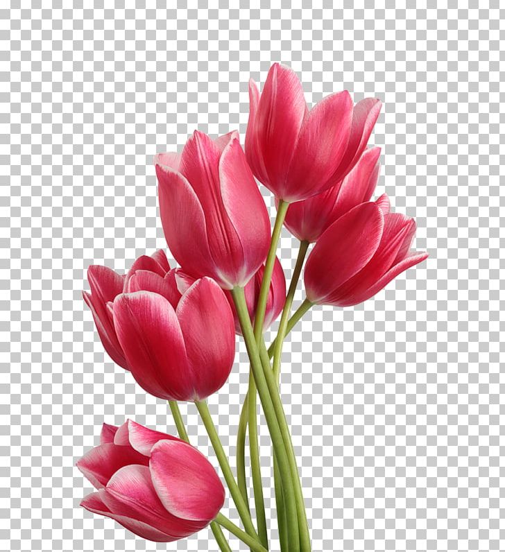Tulip Flower Bouquet PNG, Clipart, Bud, Cut Flowers, Desktop Wallpaper, Display Resolution, Dots Per Inch Free PNG Download
