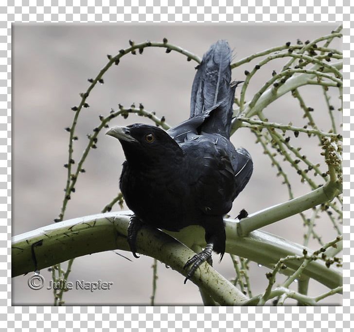 American Crow New Caledonian Crow Common Raven PNG, Clipart, American Crow, Animals, Beak, Bird, Branch Free PNG Download