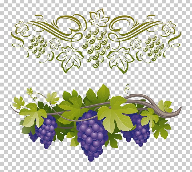 Common Grape Vine Vitis Amurensis PNG, Clipart, Branch, Common Grape Vine, Flora, Floral Design, Flower Free PNG Download