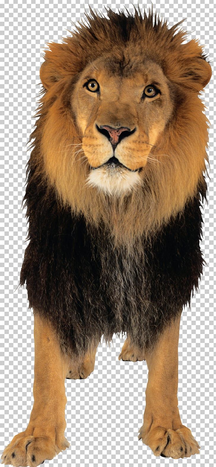 Lion Tiger PNG, Clipart, Animals, Big Cat, Big Cats, Carnivoran, Cat Like Mammal Free PNG Download