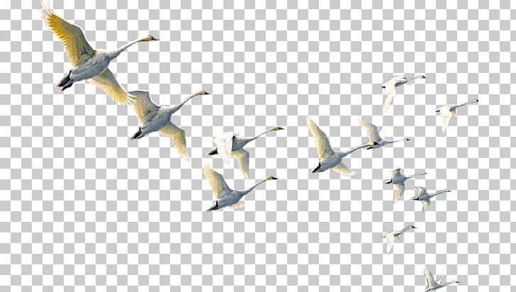 Qeshm Island Bird Qeshm PNG, Clipart, Animal Migration, Animals, Beak, Bird, Bird Migration Free PNG Download