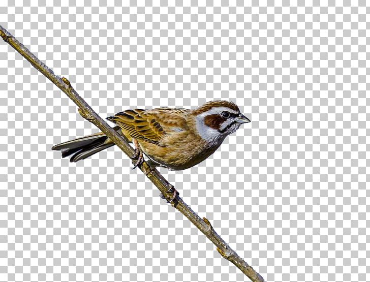 House Sparrow The Sparrow Bird Finch PNG, Clipart, Animal, Animals, Beak, Birds, Branch Free PNG Download