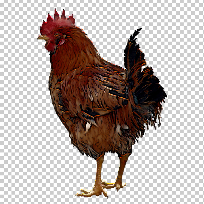Rooster Fowl Landfowl Giriraja Birds PNG, Clipart, Beak, Birds, Chicken, Comb, Fowl Free PNG Download