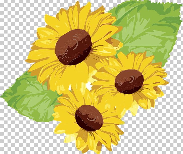 Common Sunflower Sunflower Seed PNG, Clipart, Calendula, Common Sunflower, Cut Flowers, Daisy Family, Drawing Free PNG Download