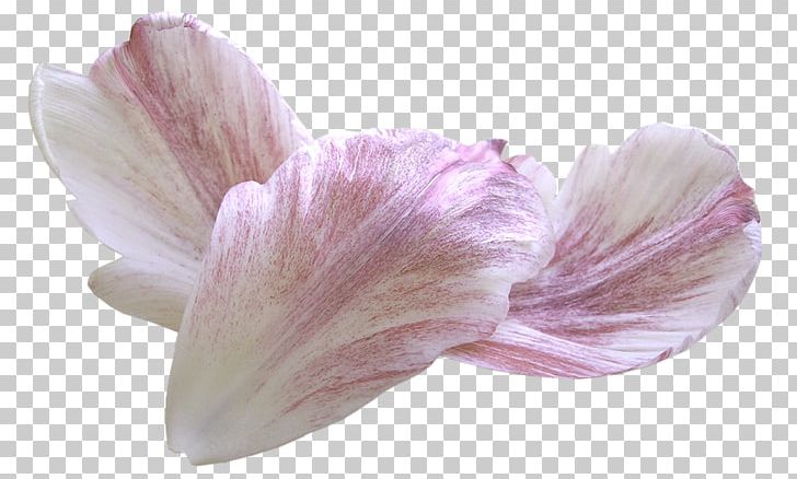 Petal Flower PNG, Clipart, Animaatio, Blog, Depositfiles, Download, Flower Free PNG Download