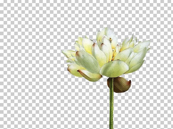 White PNG, Clipart, Bud, Computer Software, Cut Flowers, Download, Encapsulated Postscript Free PNG Download