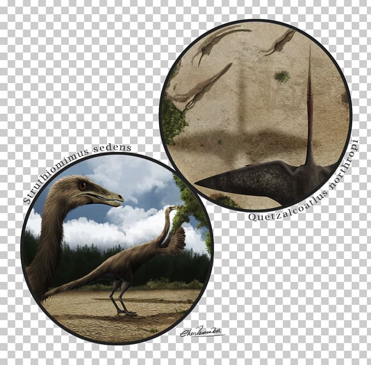 Beak Fauna PNG, Clipart, Beak, Bird, Dinosaur, Fauna, Organism Free PNG Download