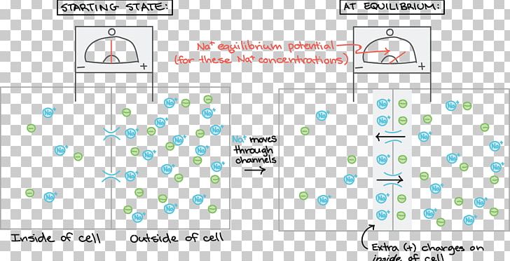 Cell Membrane Resting Potential Membrane Potential Hyperpolarization PNG, Clipart, Angle, Area, Biology, Cell, Cell Membrane Free PNG Download
