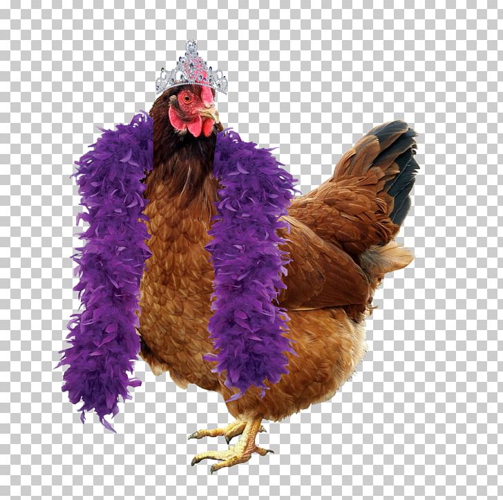 Chicken Coop Duck Hen Poultry PNG, Clipart, Animals, Beak, Bird, Chicken, Chicken Coop Free PNG Download
