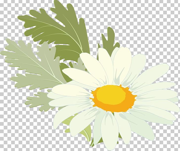 Common Sunflower Leaf PNG, Clipart, Chrysanthemum, Chrysanths, Daisy, Daisy Family, Download Free PNG Download