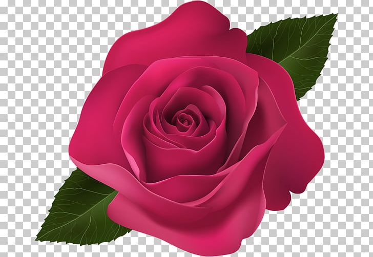 Garden Roses PNG, Clipart, Art, China Rose, Clip Art, Closeup, Cut Flowers Free PNG Download