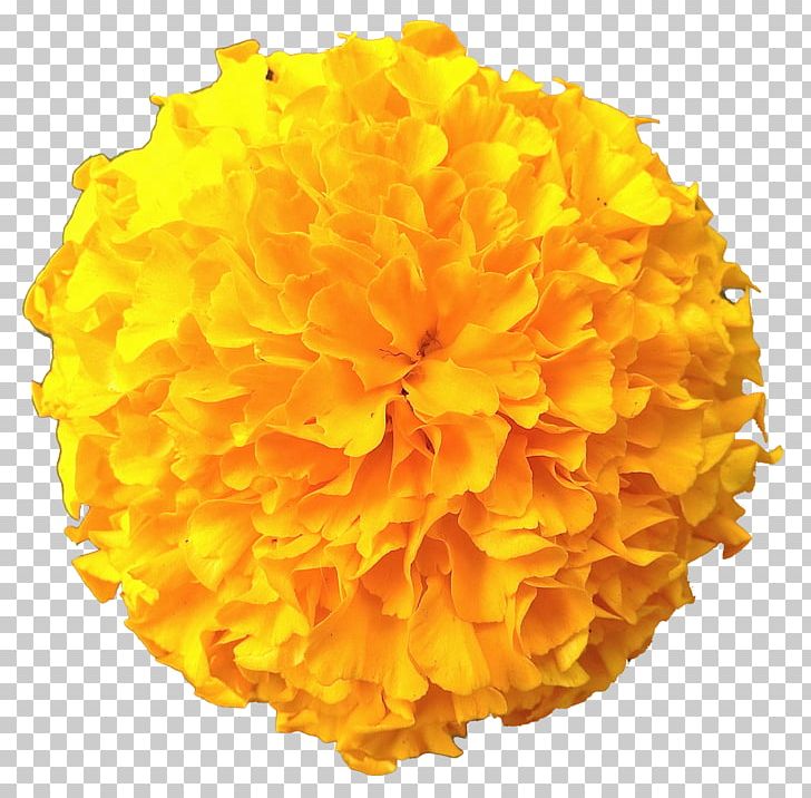 Marigold PNG, Clipart, Calendula, Chamomile, Download, Flower, Image File Formats Free PNG Download